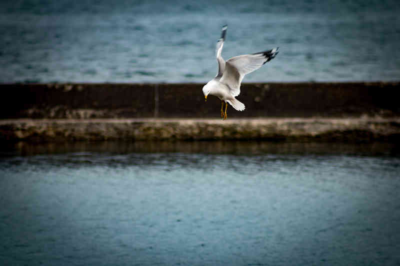 A seagull above the water